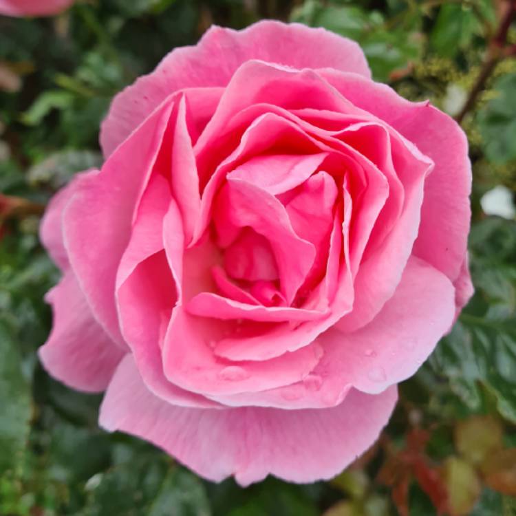 plant image 1500300