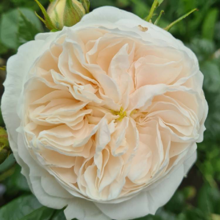 Plant image Rosa 'Macmillan Nurse'