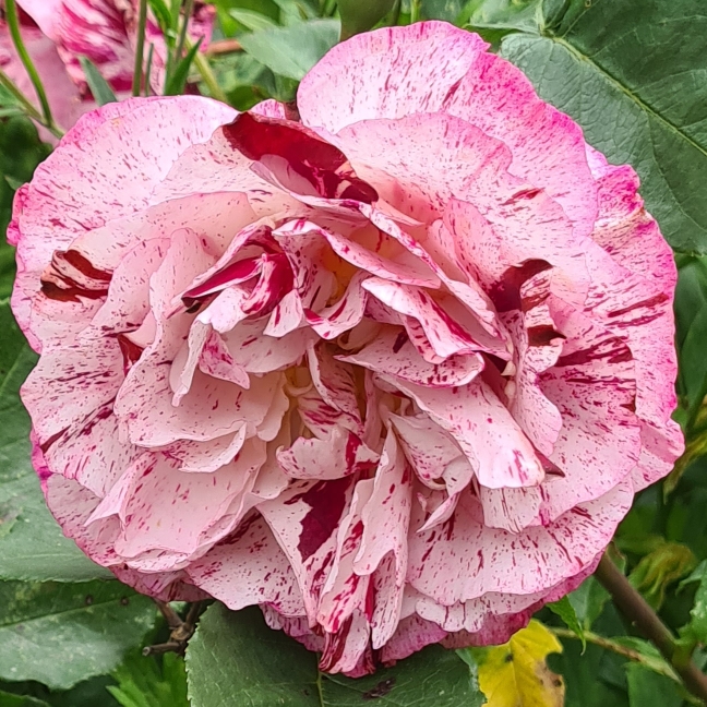 plant image 1501950