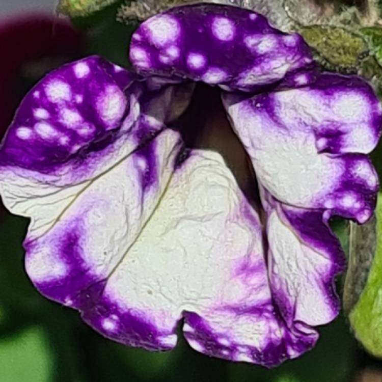 plant image 1502898 plant image 1502898
