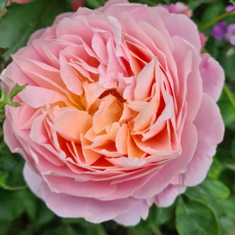 Plant image Rosa 'Ausegdon' syn. Rosa 'Eustacia Vye', Rosa 'Sts Francis And Claire'