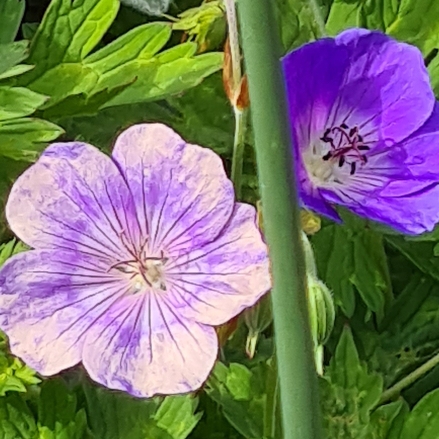 plant image 1503884 plant image 1503884