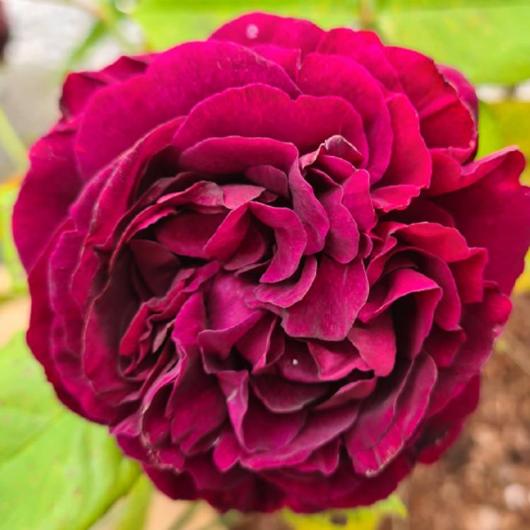 Plant image Rosa 'Souvenir du Docteur Jamain'