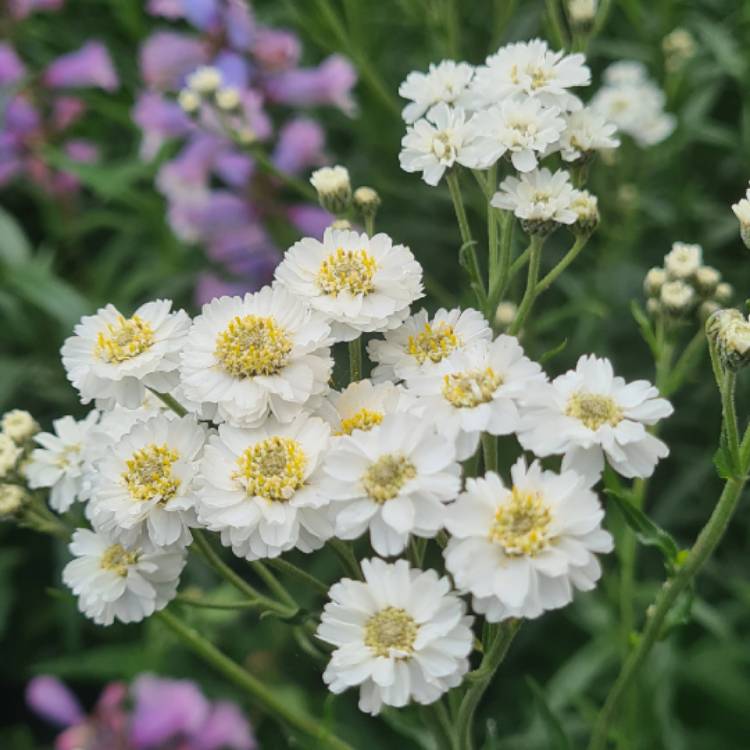 Plant image Achillea ptarmica 'The Pearl'