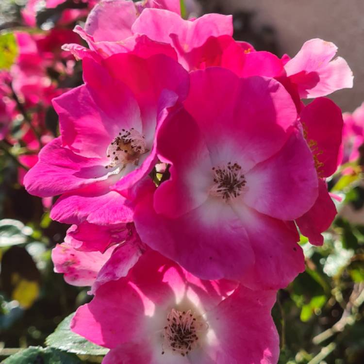 plant image 1511008