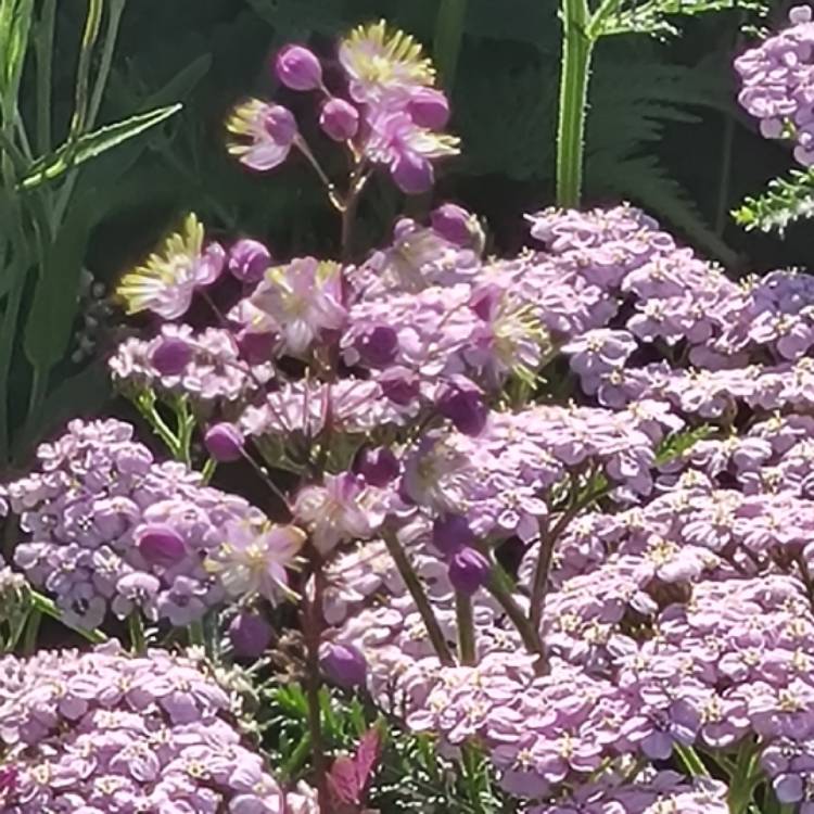 plant image 1511012