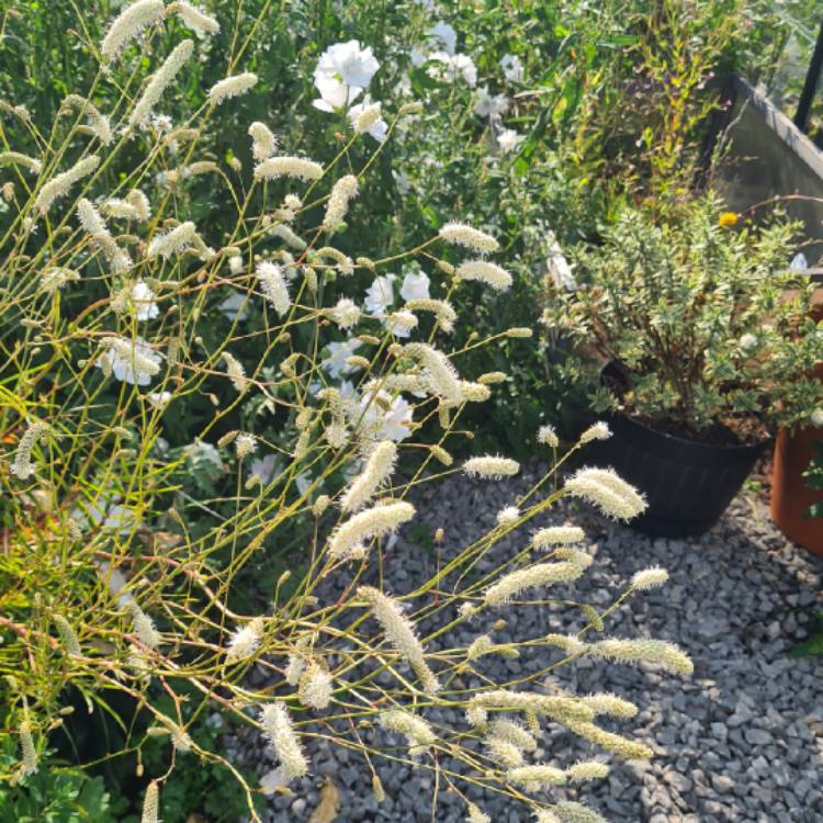 plant image 1513911