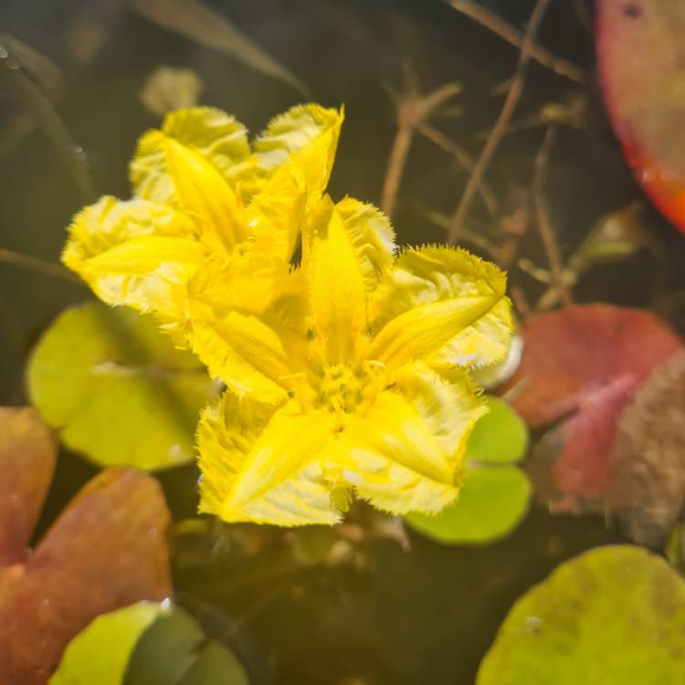plant image 1513913