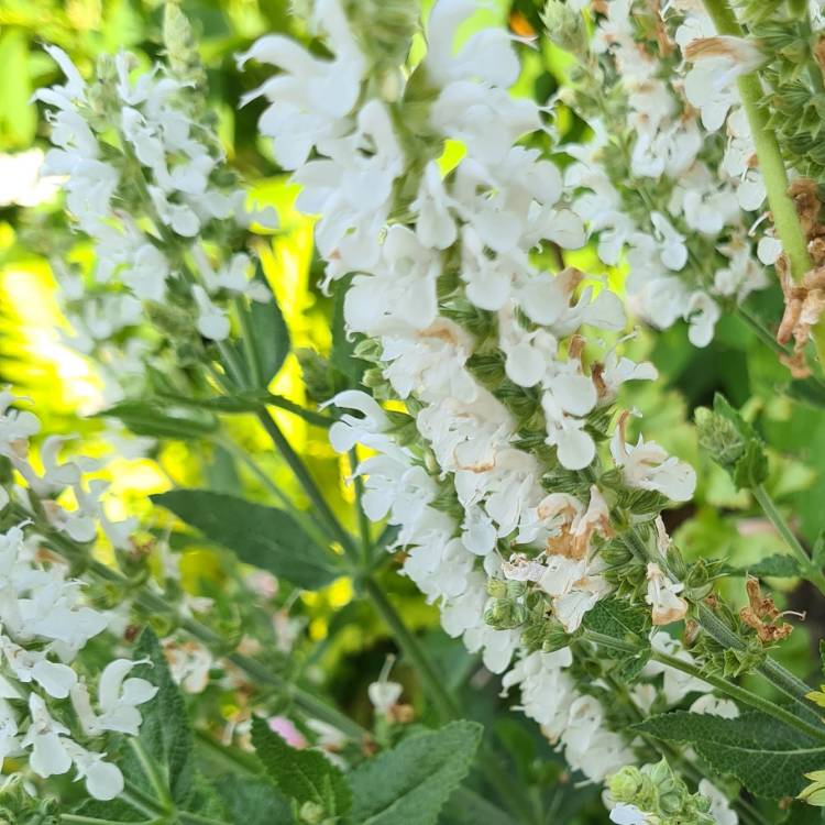 Plant image Salvia nemorosa 'Florsalwhite' (Sensation Series) syn. Salvia nemorosa 'Sensation White', Salvia nemorosa 'Lyrical White'