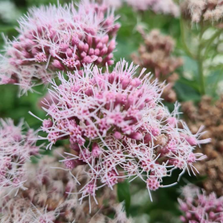Plant image Eupatorium Cannabinum