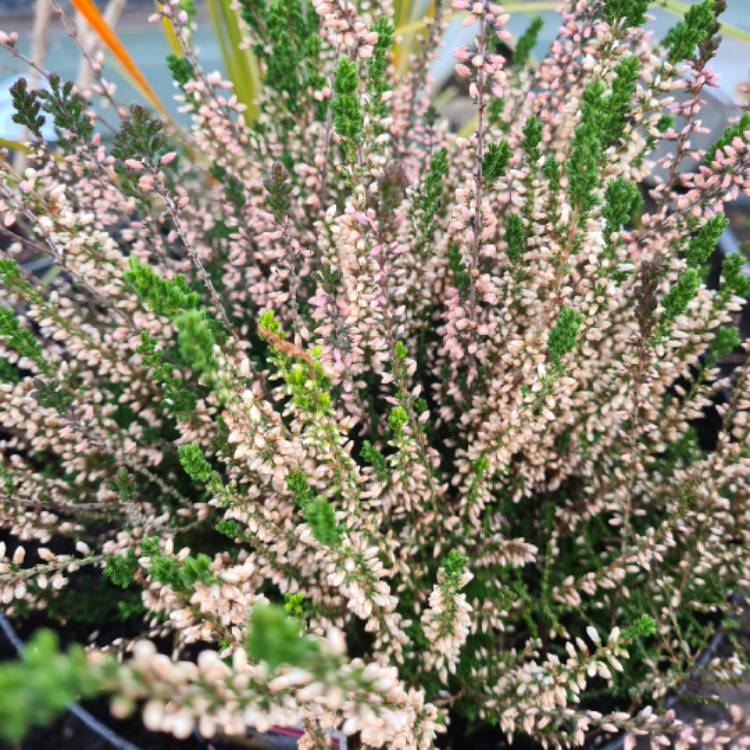 Plant image Erica carnea
