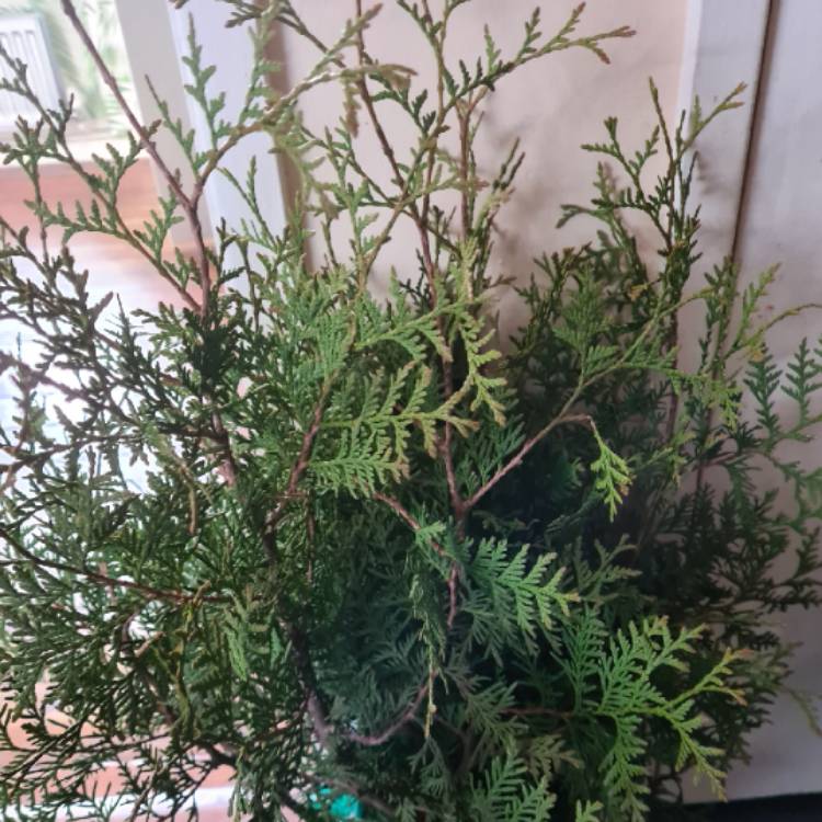 Plant image Thuja occidentalis 'Brabant'