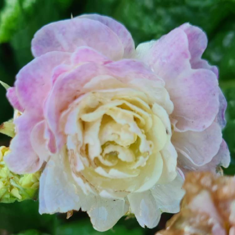 Plant image Primula belerina 'Pink Champagne'