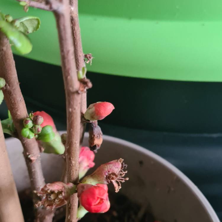 Plant image Chaenomeles x superba 'Crimson and Gold'