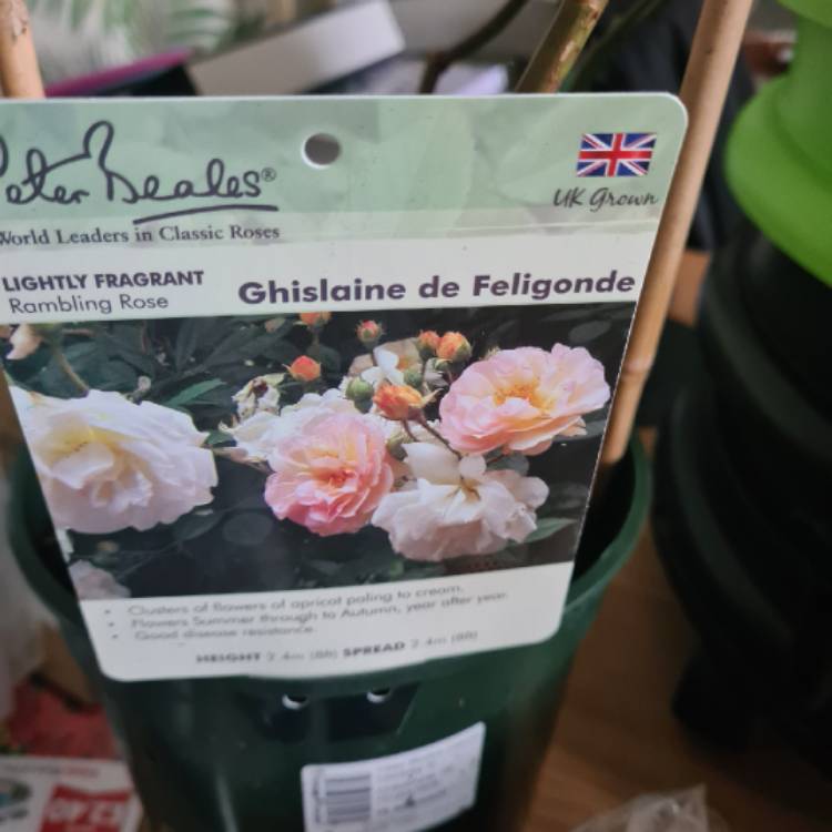 Plant image Rosa 'Ghislaine de Felingonde'