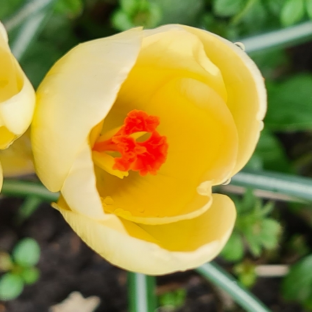 plant image 1564649
