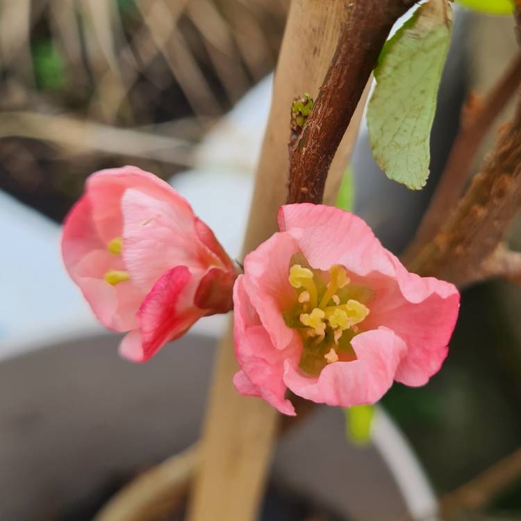 Plant image Chaenomeles x superba 'Pink Lady'