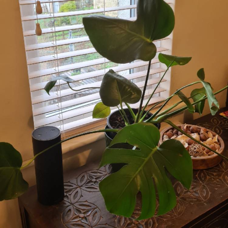 plant image 1567852