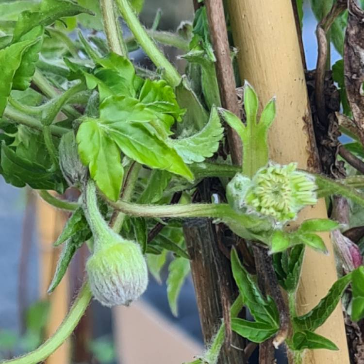plant image 1570354