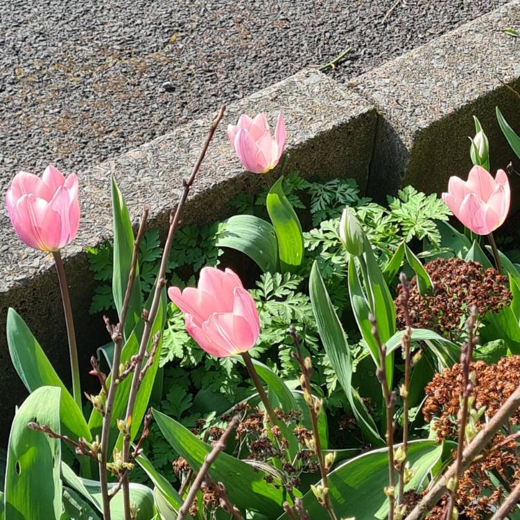 Plant image Tulipa 'Light and Dreamy'