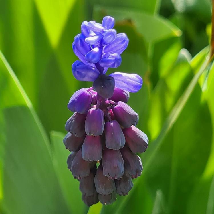 plant image 1571652 plant image 1571652
