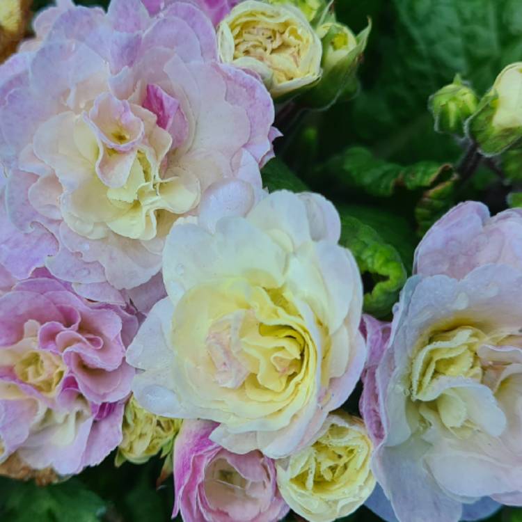 plant image 1571953