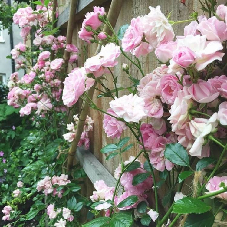 plant image 1571989