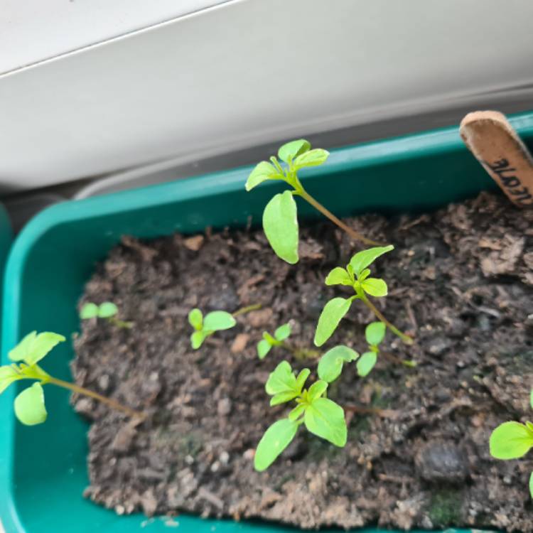 Plant image Cleome hassleriana 'Violet Queen'