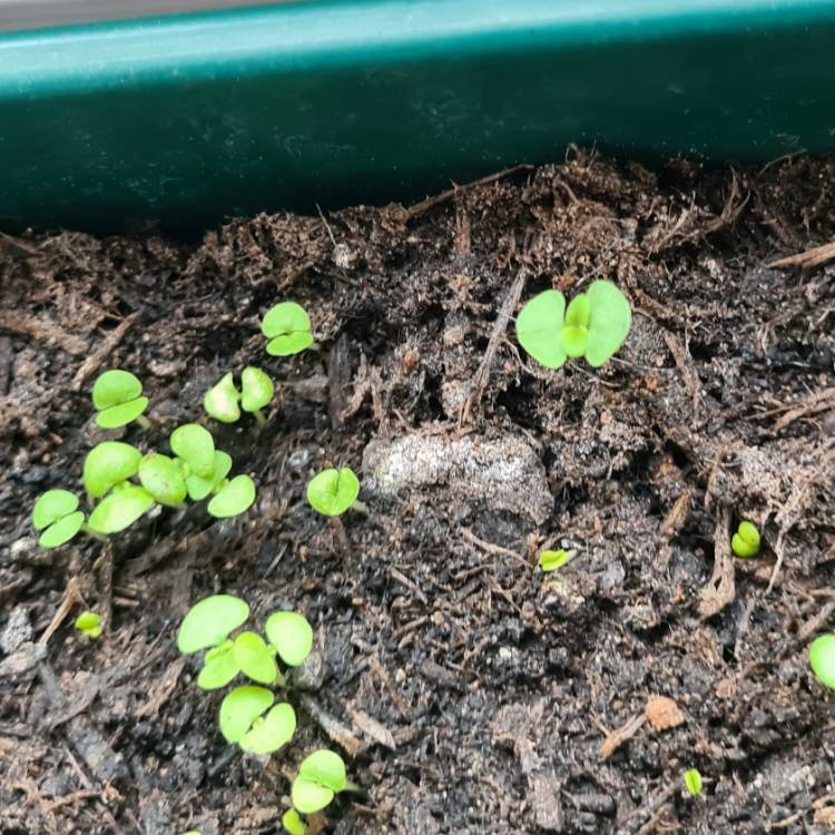 plant image 1573119