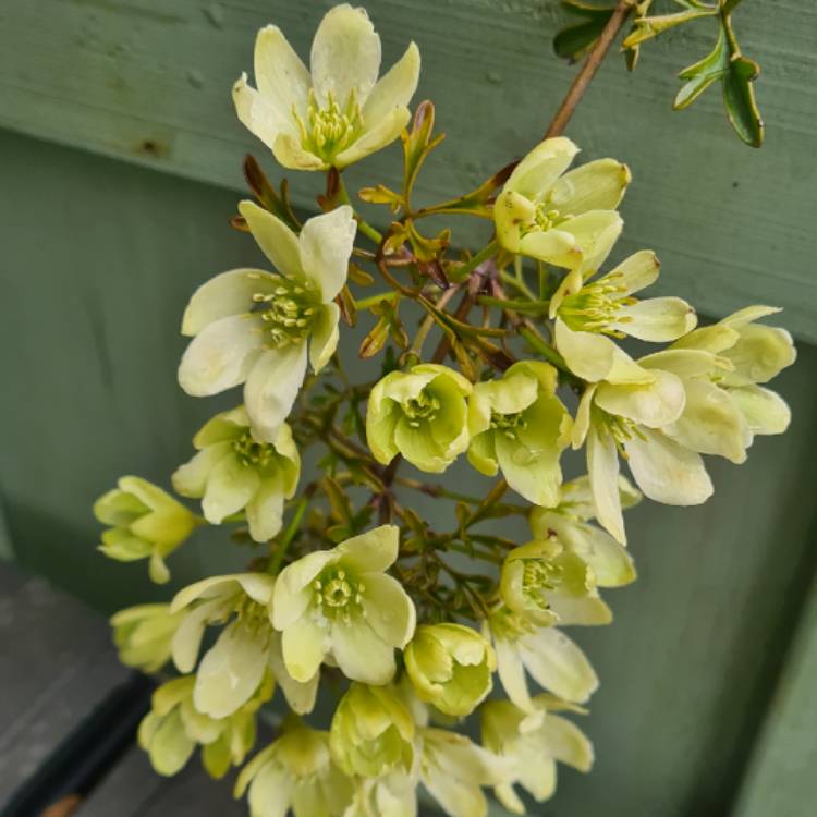 plant image 1573754 plant image 1573754