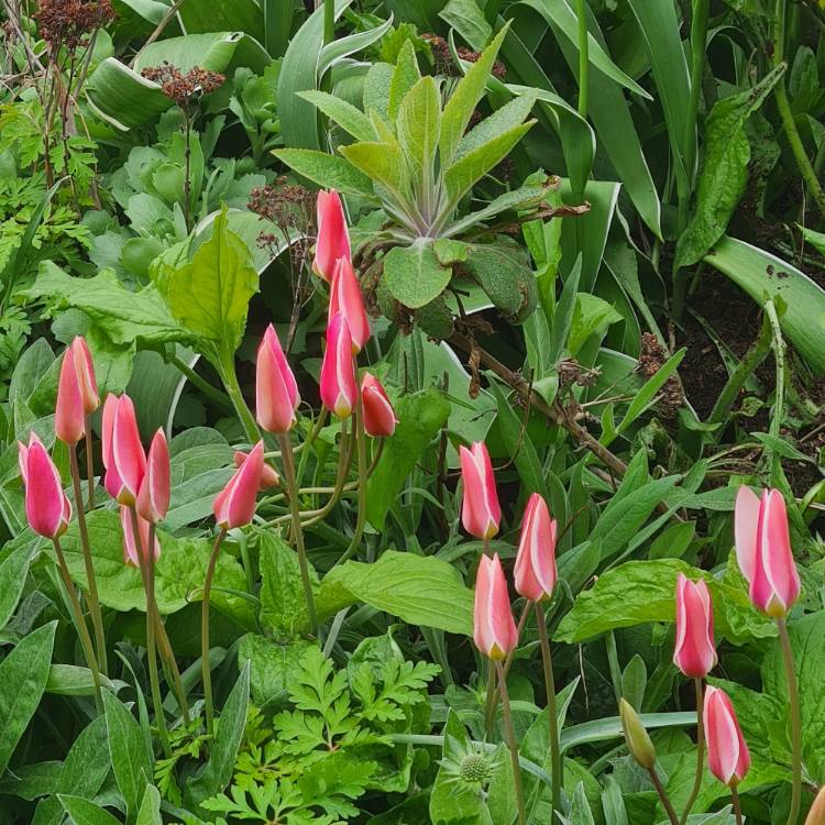 plant image 1574567 plant image 1574567