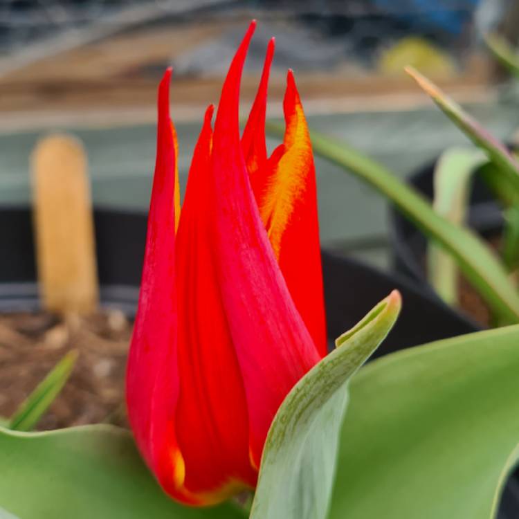 plant image 1574571 plant image 1574571