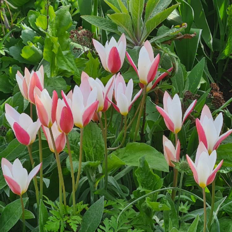 plant image 1574870 plant image 1574870