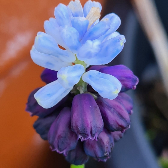 plant image 1575674 plant image 1575674