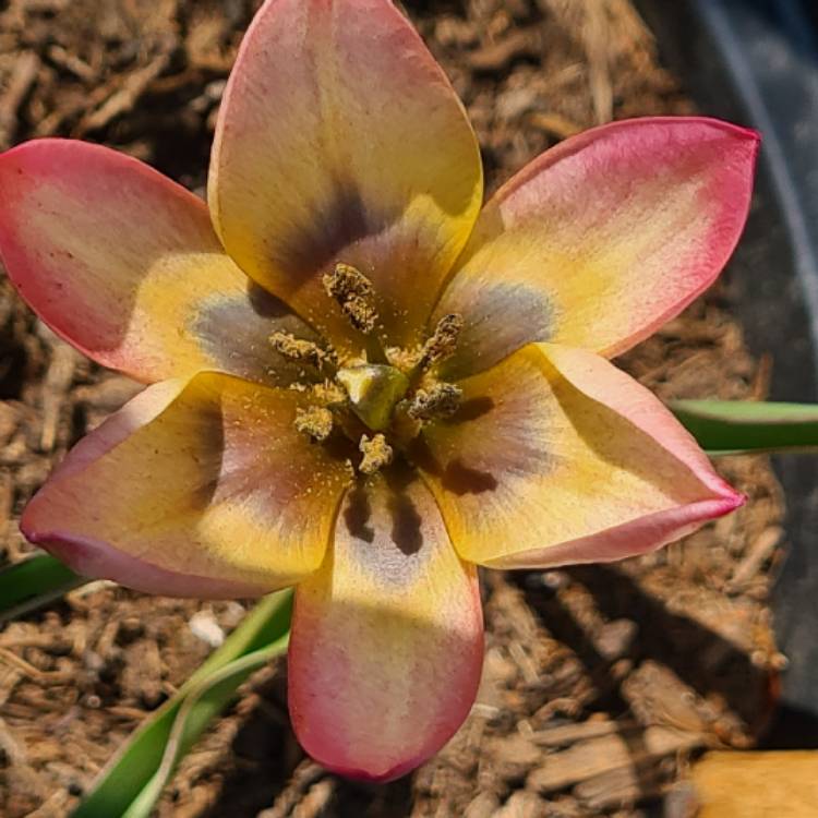 Plant image Tulipa clusiana 'Annika'
