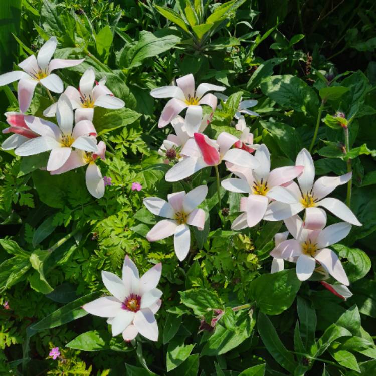 plant image 1577941 plant image 1577941