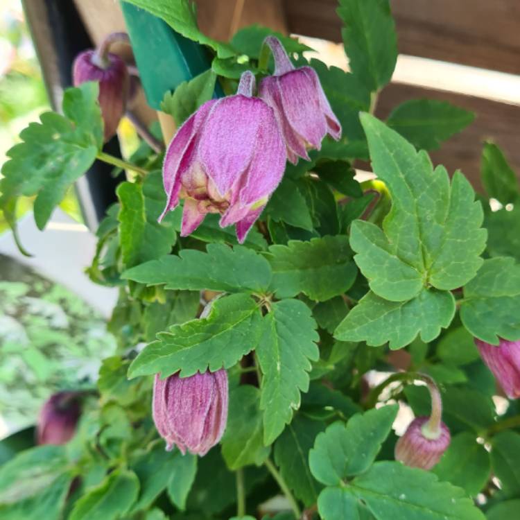 plant image 1577955
