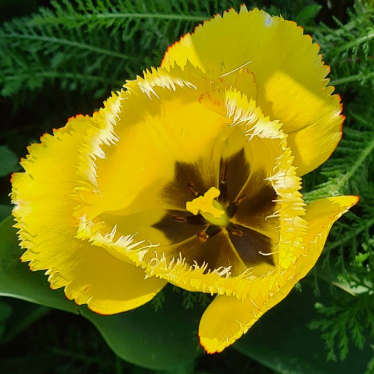 plant image 1578169 plant image 1578169