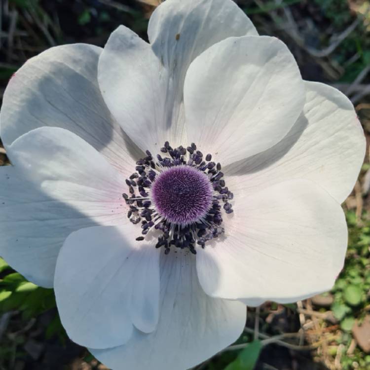 Plant image Anemone coronaria