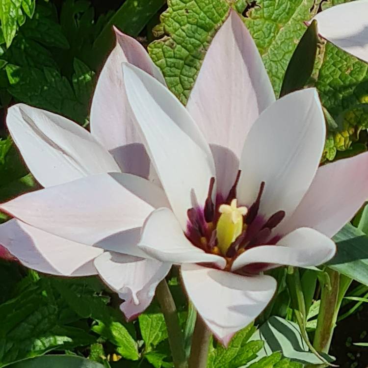 Plant image Tulipa clusiana 'Peppermint Stick'