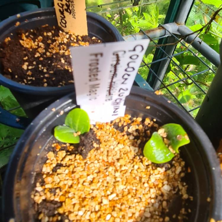 Plant image Cucurbita Pepo var. Cylindrica