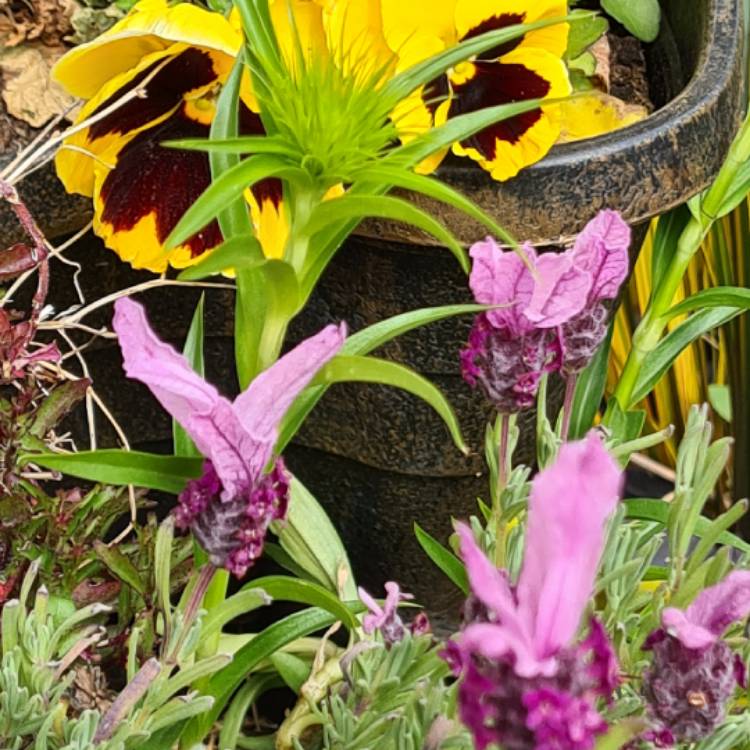plant image 1580610