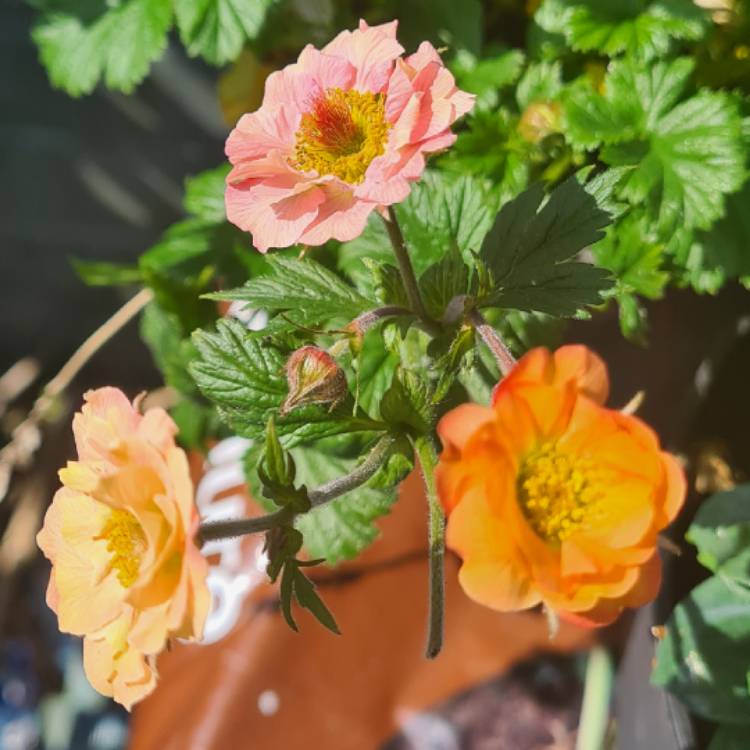 Plant image Geum 'Mai Tai'