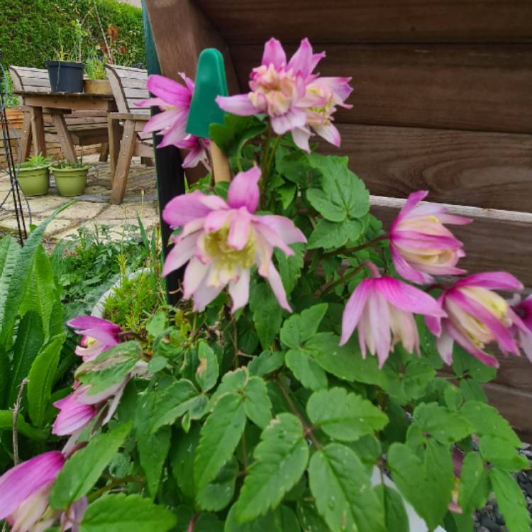 Plant image Clematis alpina 'Pink Flamingo'
