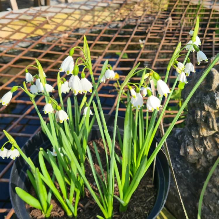 Plant image Leucojum aestivum