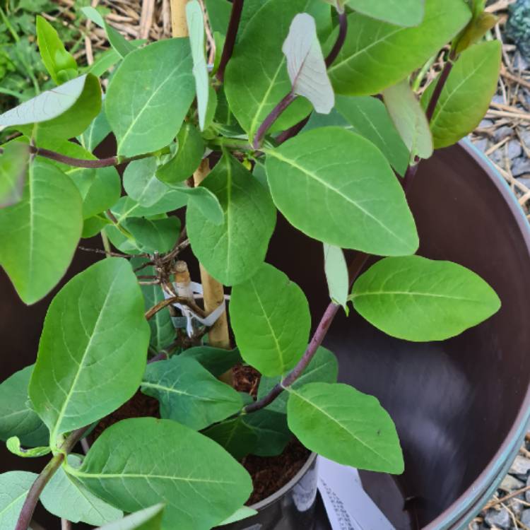 Plant image Lonicera periclymenum 'Belgica Select'