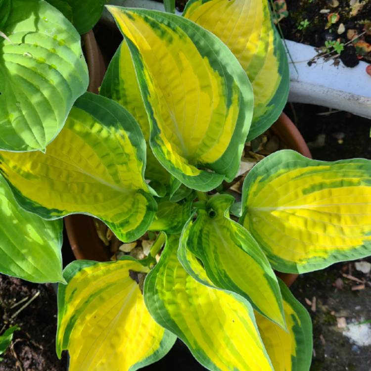 plant image 1585174