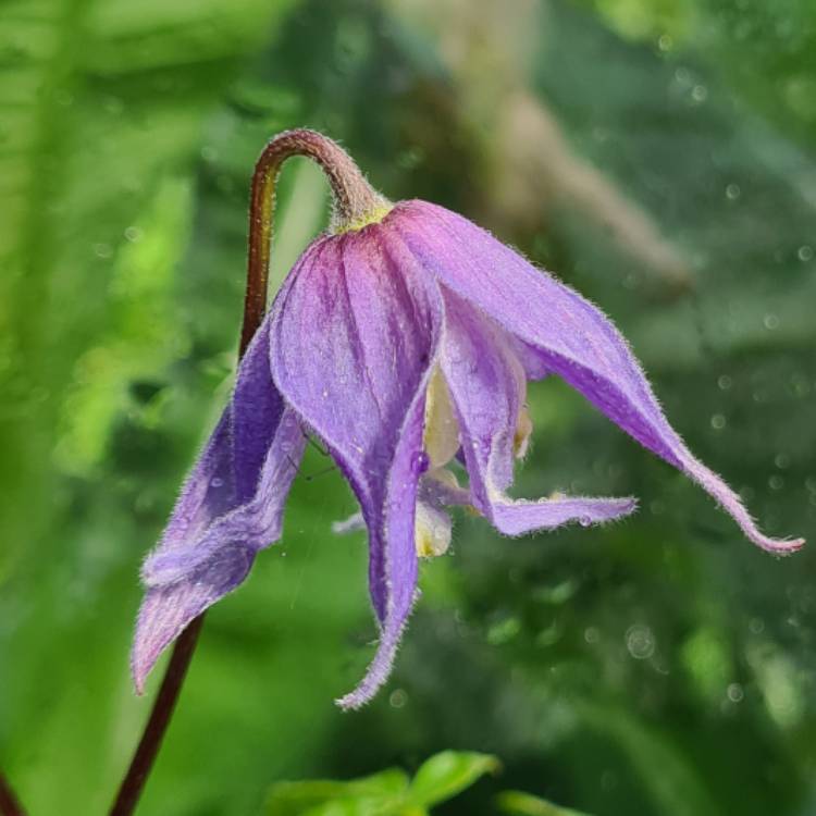 Plant image Clematis alpina 'Blue Dancer'