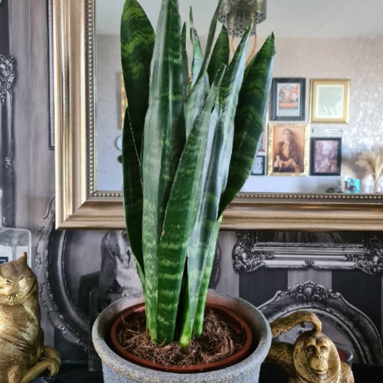Plant image Sansevieria Black Coral