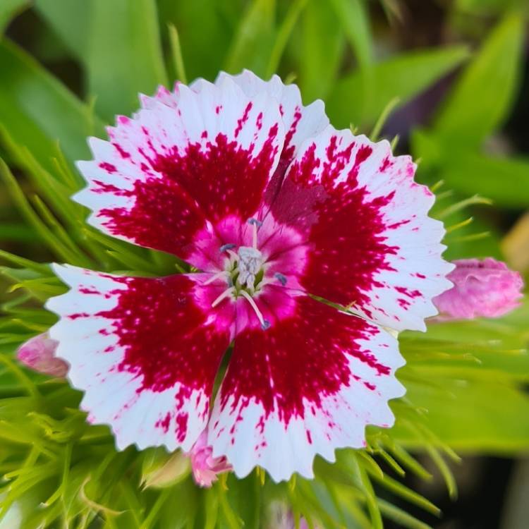 plant image 1592658 plant image 1592658